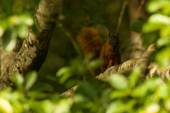 Northern Amazon Red Squirrel