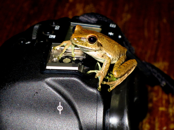 Frogs Love Canon!