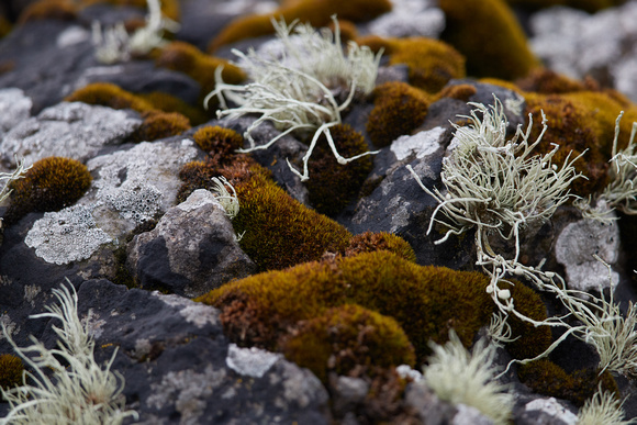 Moss and Lichens