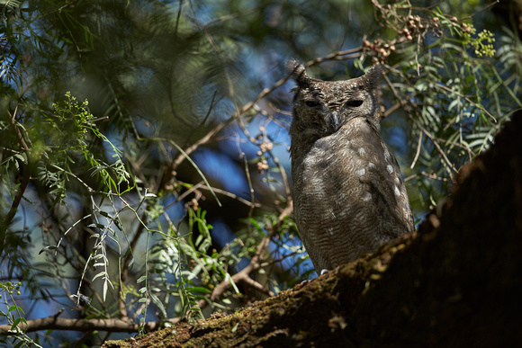 Greysh Eagle Owl