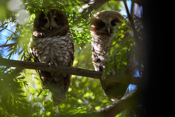 Wood Owls