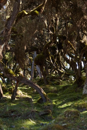 Bale Mountains - Harenna Forest