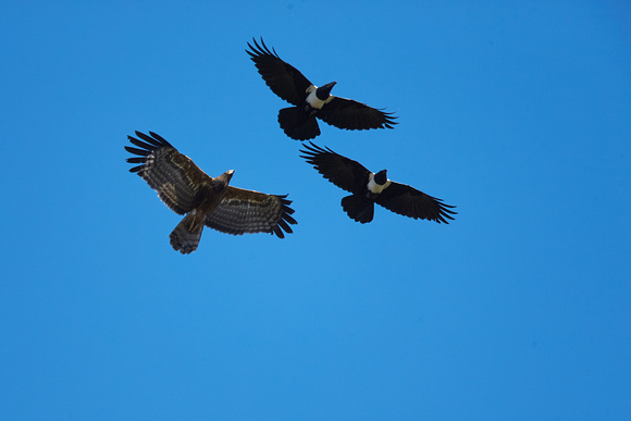 Tawny Eagle and Pied Ravens