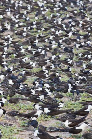 Sooty Tern Colony