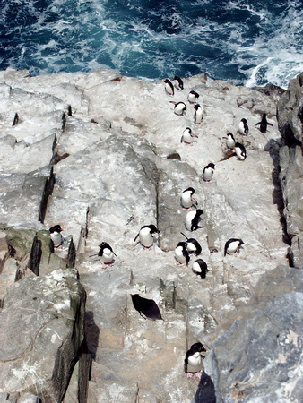 Penguins Stairway