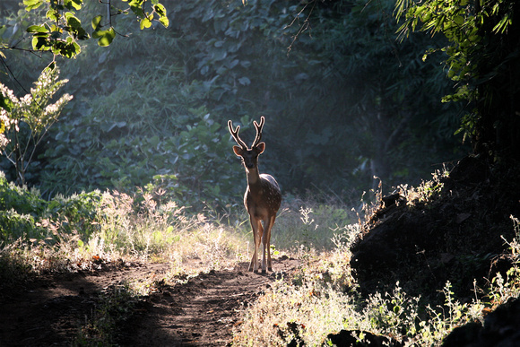 Spotted Deer - Shadow and Light