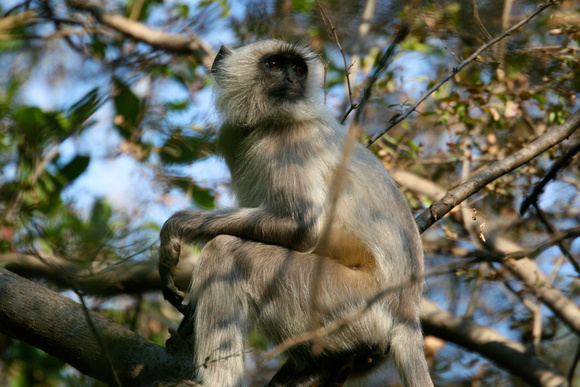 Hanuman Monkey