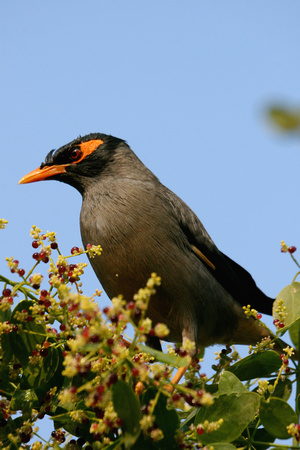 Indian Blackbird