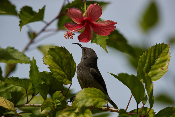 Seychelles Sunbird