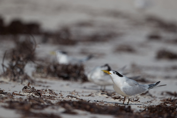 Greater crested Tern