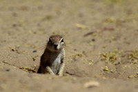 Ground Squirrel   Kalahari