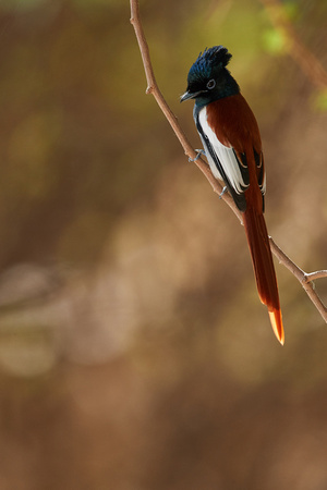 African Paradise Flycatcher
