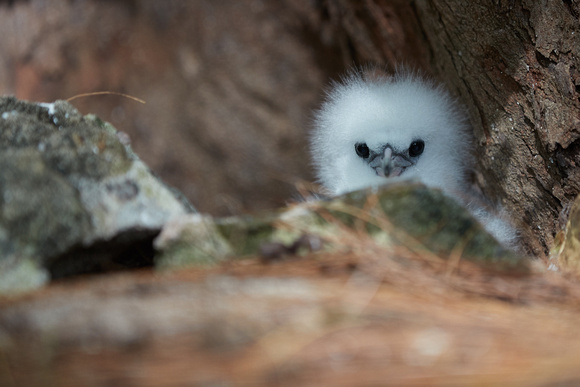 White-tailed Tropicbird Chick