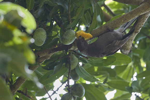 Seychelles Parrot