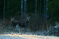 Eurasian Elk (Moose)