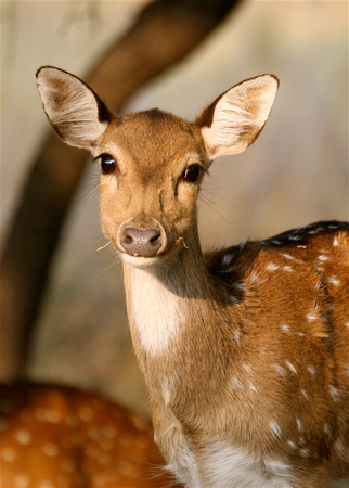 Young Spotted Deer