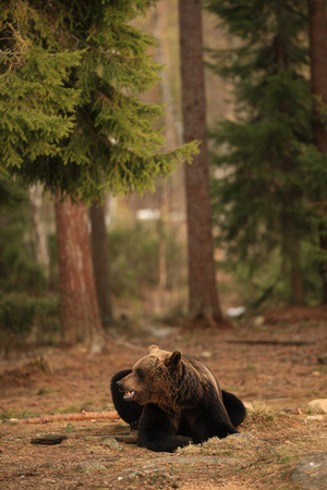 Brown Bear