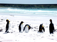 King Penguins - Volunteer Point