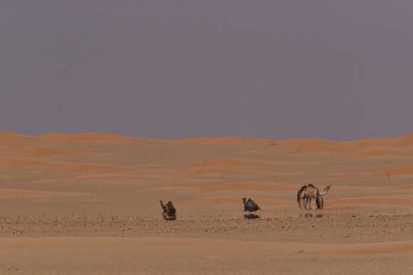 Landscape with Camels