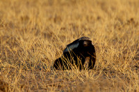 Honey Badger  - Kalahari