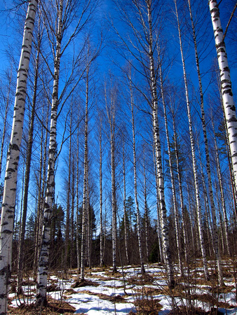 The Birch Forest