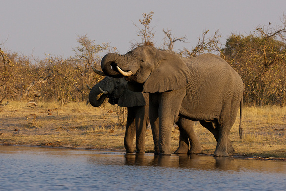 Elephants - Savuti Channel