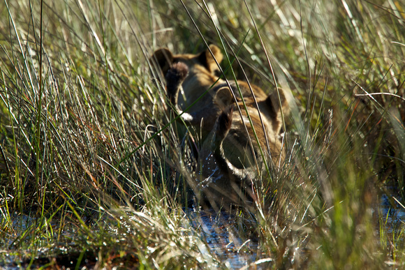 Lion Cubs -Okawango Delta