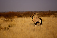 Orix - Kalahari