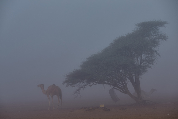 Camels in the Fog - Wahiba Sands