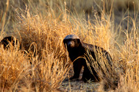 Honey Badger - Kalahari