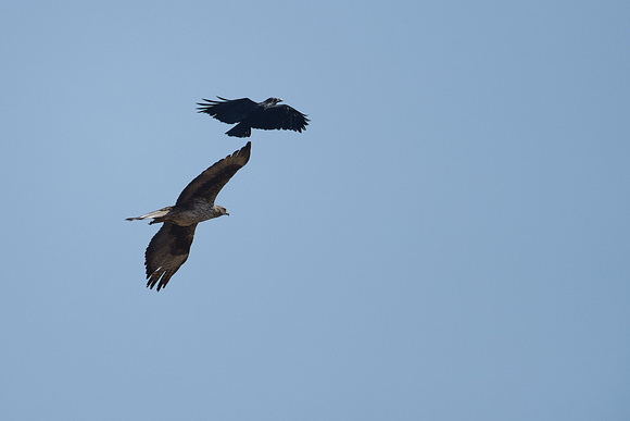Bonelli's Eagle and Raven
