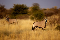 Orixes  -  Kalahari