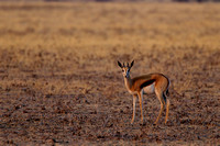 Springbuck  - Kalahari Plains