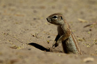 Ground Squirrel. -  Kalahari