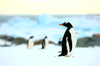 2008-9 Antarctica-Falkland II