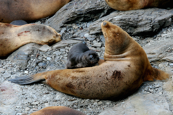 Sea Lions - Mother and Son