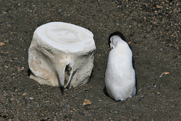 Chinstrap Penguin and Whale Bone