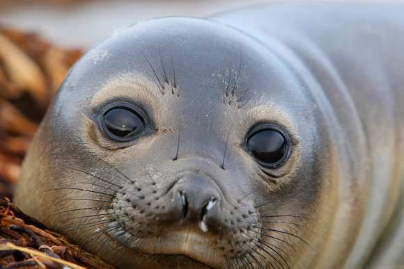 Elephant Seal Beauty