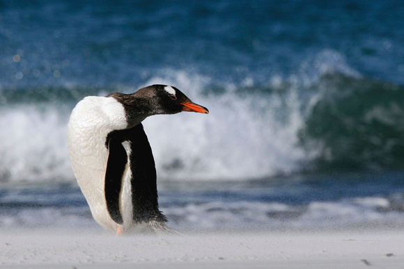 Gentoo Penguin on the Beach