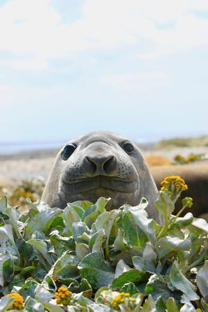 Elephant Seal - Curiosity