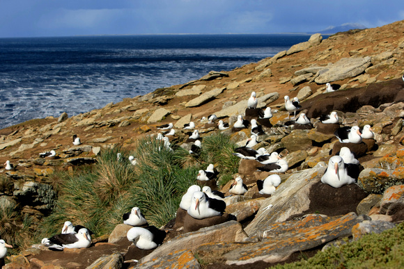 Black Browned Albatross Colony