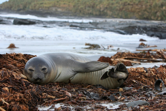 Elephant Seal Cub