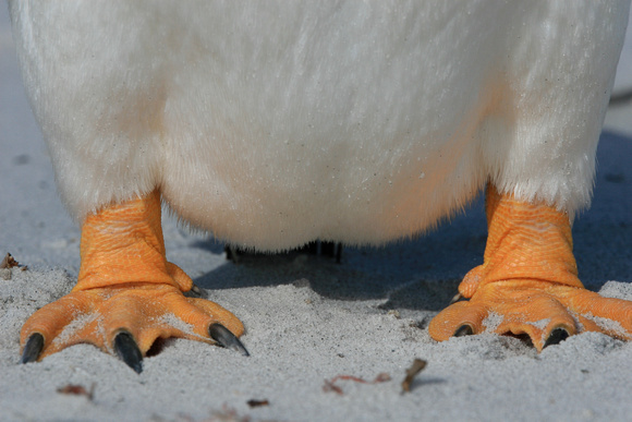 Penguin Feet