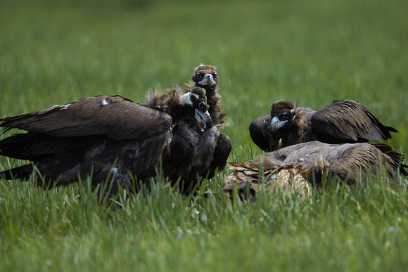 Black Vulture and  Himalayan Griffon