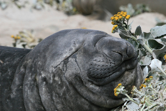 Elephant Seal Nap