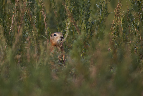 Long-tailed Ground Squirrel