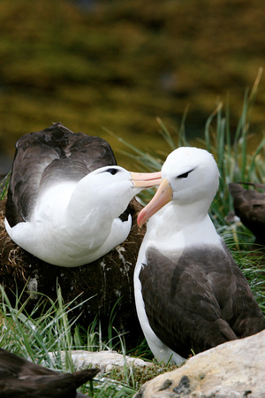 Black Browned Albatross
