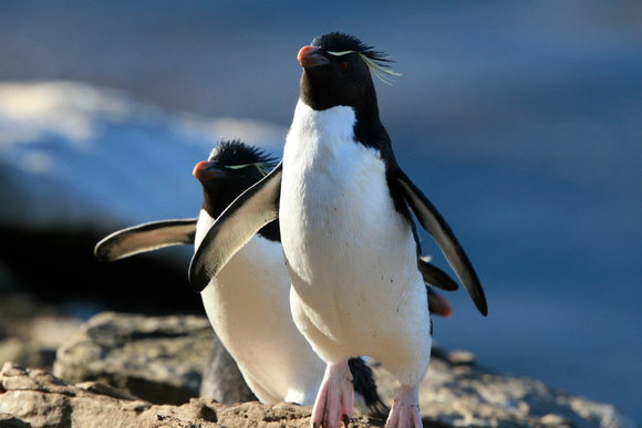 Rockhoppers Penguins
